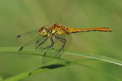 Sympetrum sanguineum