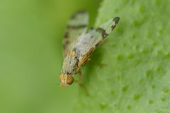 Sphenella marginata