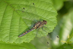 Leucorrhinia dubia