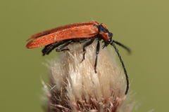 Lygistopterus sanguineus