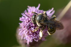 Macropis europaea