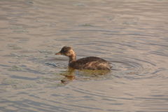 Tachybaptus ruficollis