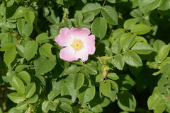 Rosa corymbifera