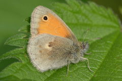 Coenonympha pamphilus