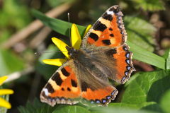 Aglais urticae