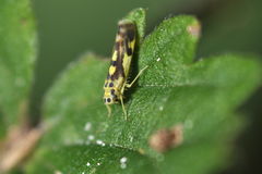 Eupteryx aurata