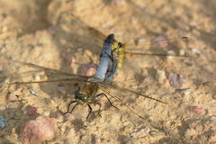 Orthetrum cancellatum