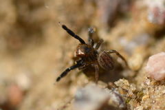 Euophrys frontalis
