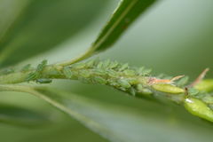 Cavariella theobaldi