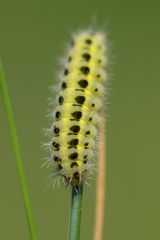 Zygaena filipendulae