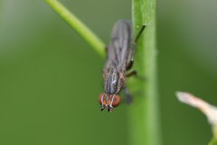 Pherbellia cinerella