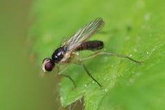 Cordilura albipes