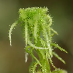 Sphagnum squarrosum