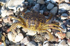 Carcinus maenas