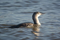 Gavia stellata