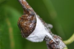 Pulvinaria betulae