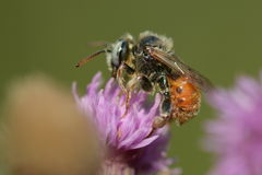 Epeoloides coecutiens