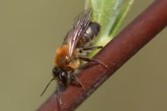 Andrena varians
