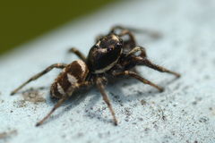 Salticus scenicus