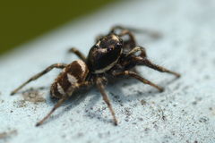 Salticus scenicus