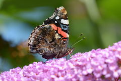 Vanessa atalanta