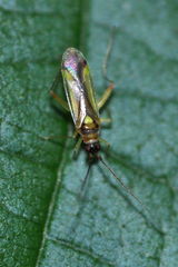 Campyloneura virgula