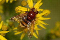 Volucella zonaria