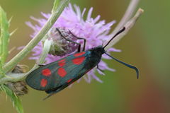 Zygaena filipendulae