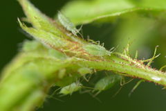 Macrosiphum euphorbia