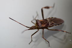 Leptoglossus occidentalis