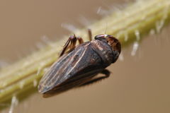 Aphrodes makarovi