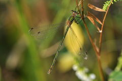 Lestes sponsa