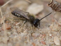 Andrena praecox