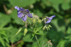 Geranium pratense