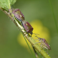 Dolycoris baccarum