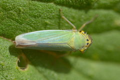 Cicadella viridis