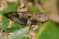 Aphrophora alni