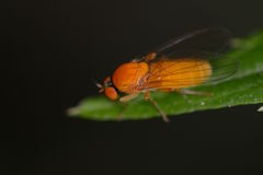 Agathomyia wankowiczii