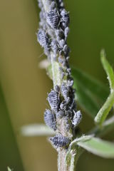 Aphis craccae