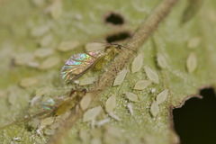 Macrosiphum euphorbia