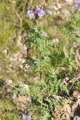 Phacelia tanacetifolia