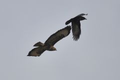 Buteo buteo