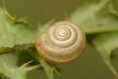 Monacha cartusiana