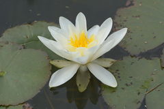 Nymphaea alba