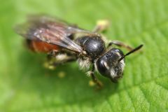 Andrena labiata