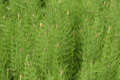 Equisetum fluviatale