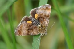 Panemeria tenebrata