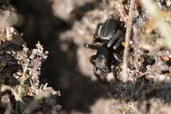 Phlegra fasciata