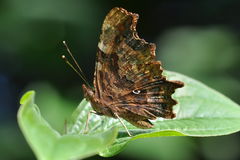 Polygonia c-album