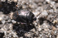 Sehirus luctuosus